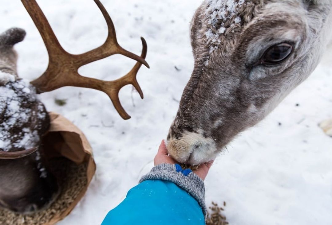 Käsi syöttää isosilmäistä poroa.