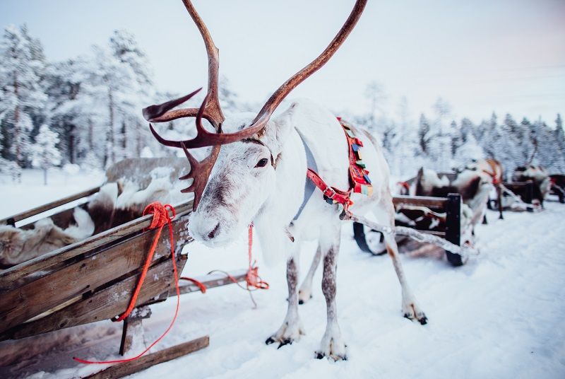 Reindeer Sleigh Ride