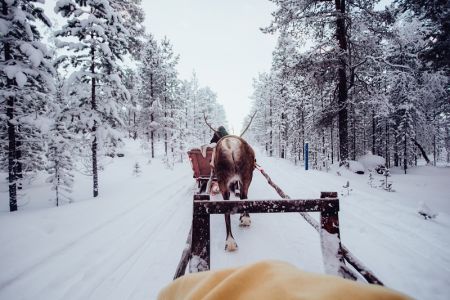 Reindeer Sleig Ride