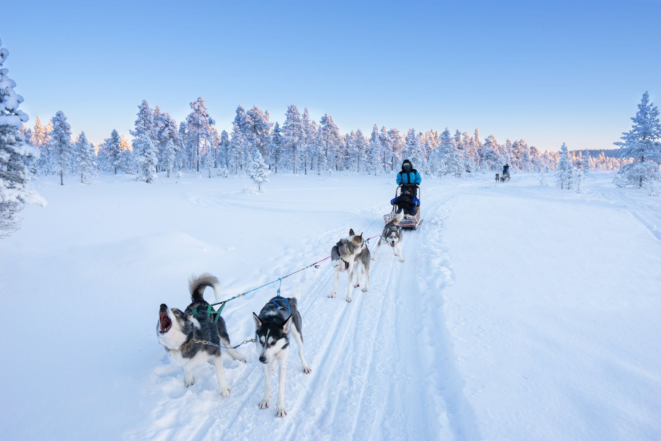 Huskies pulling a sled. Picture taken from the sled. Husky experience in Inari Lapland Finland during winter. Photo by Miika Leivo.