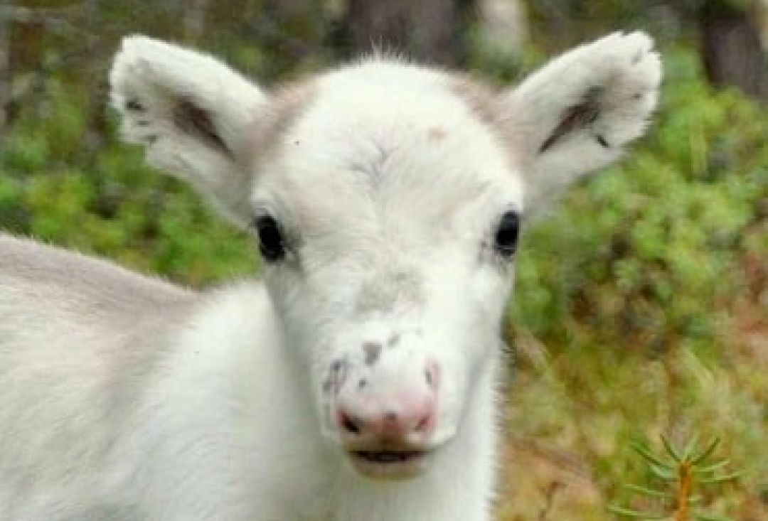 Reindeer calf staring at the camera.