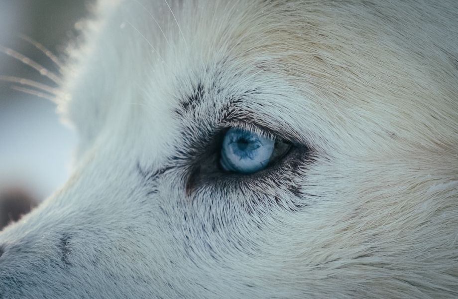 Husky with blue eyes. Husky experience in Inari lapland Finland. 