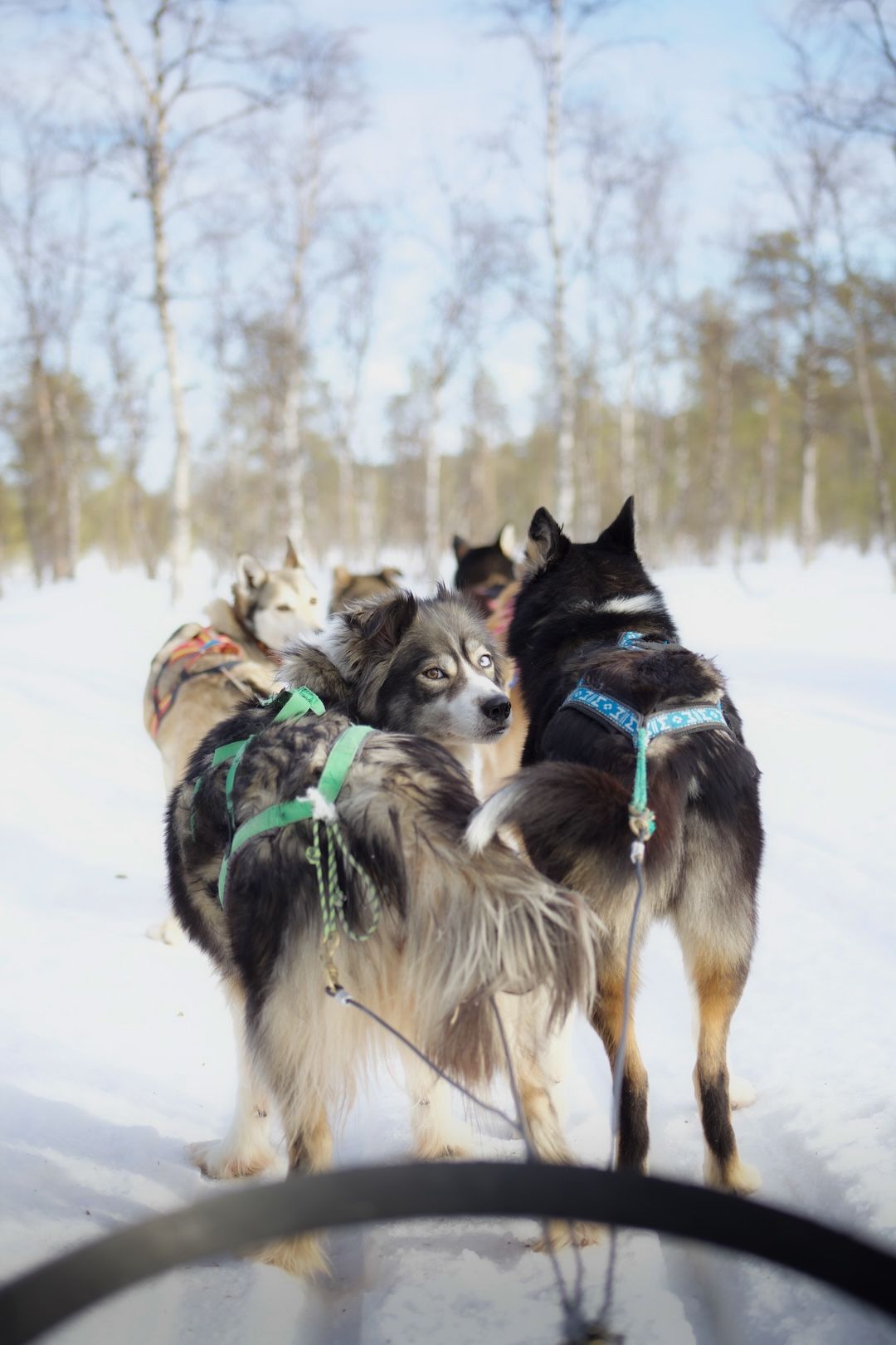 Husky Experience in Inari Lapland Finland. Dog pulling a sled looking back towards the eyes of the viewer. photo by Miika Leivo