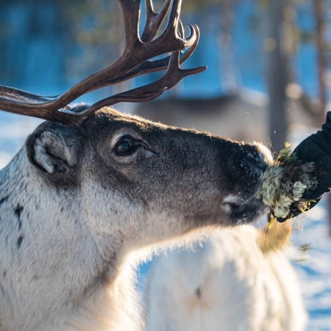 Reindeer Farm Visit