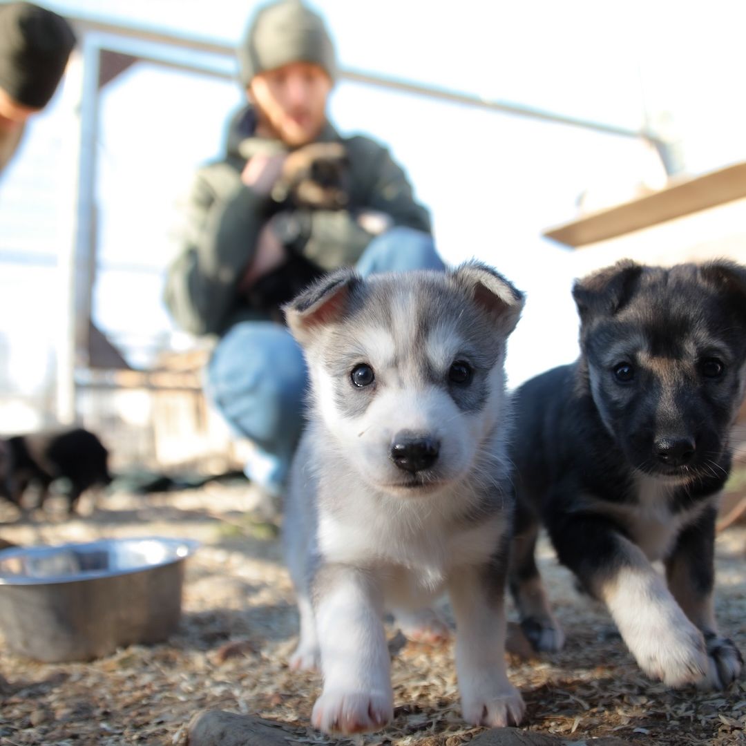 Husky Farm Visit. Two puppies on the photo. Inari Lapland Finland.