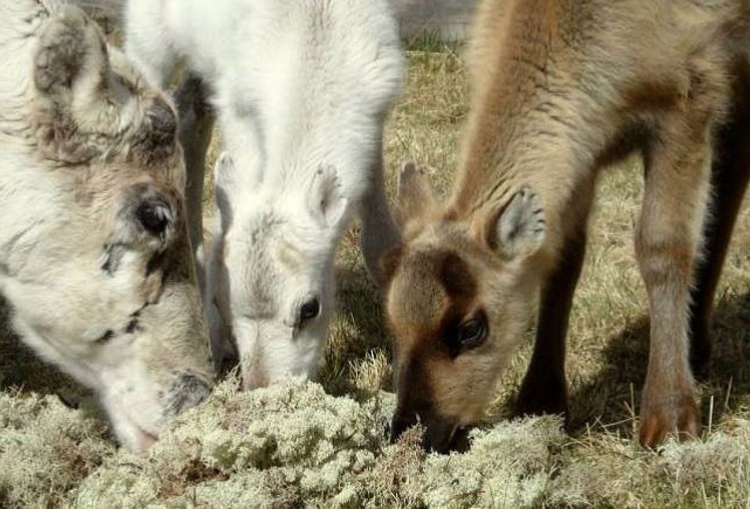 Three reindeers eating lichen from ground.