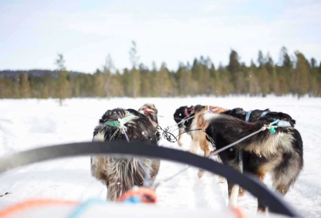 Huskies pulling a sled. Picture taken from the sled. Husky experience in Inari Lapland Finland during winter. Photo by Miika Leivo.