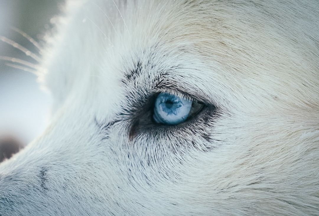 Husky with blue eyes. Husky experience in Inari lapland Finland.