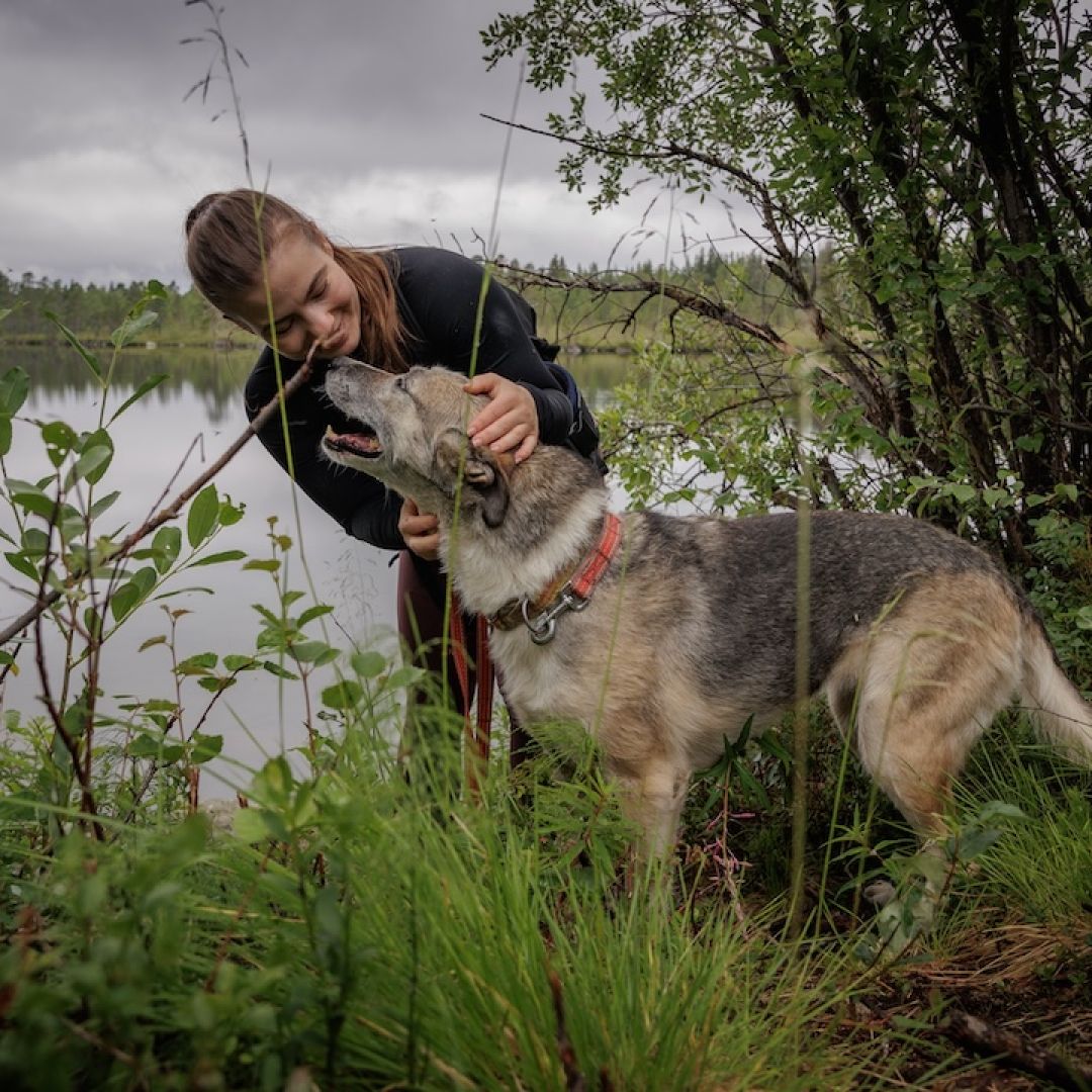 Hike with huskies