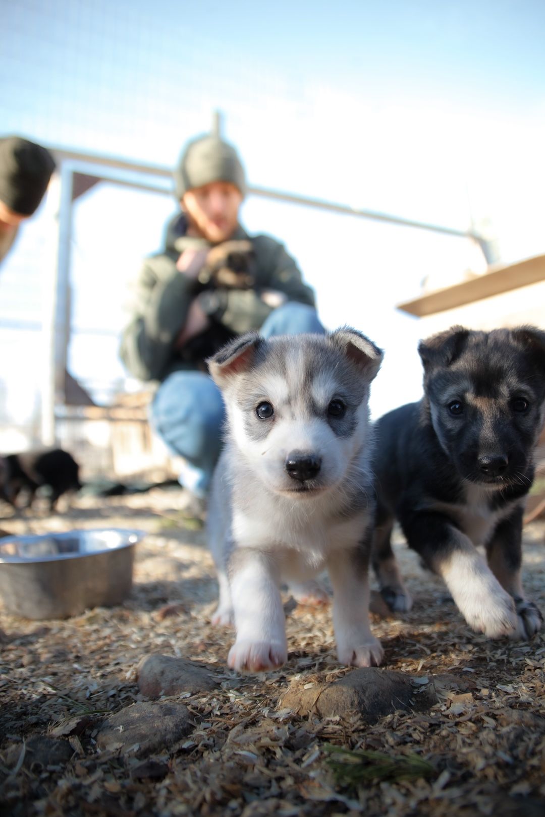 Husky Farm Visit. Two puppies on the photo. Inari Lapland Finland.