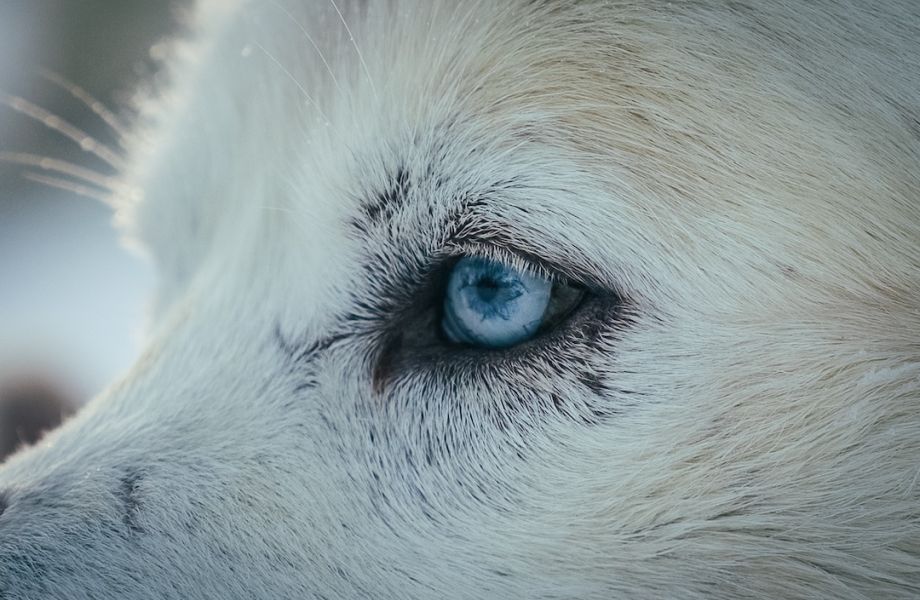 Husky with blue eyes. Husky experience in Inari lapland Finland.