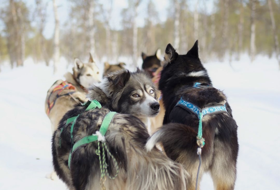 Husky Experience in Inari Lapland Finland. Dog pulling a sled looking back towards the eyes of the viewer. photo by Miika Leivo