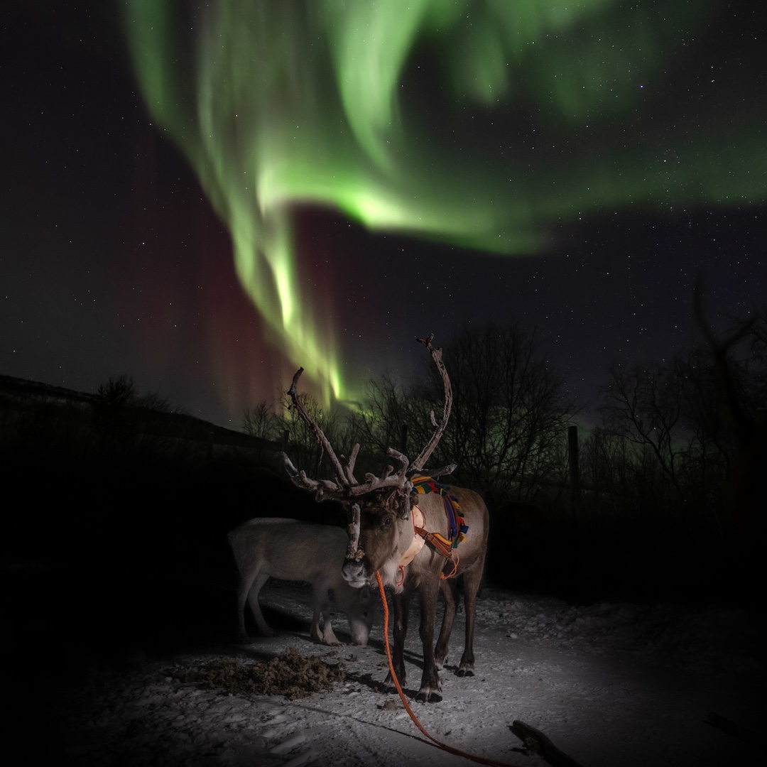 Reindeer under green northern lights in Inari Lapland Finland during winter