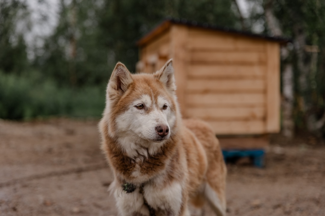 Hike with huskies