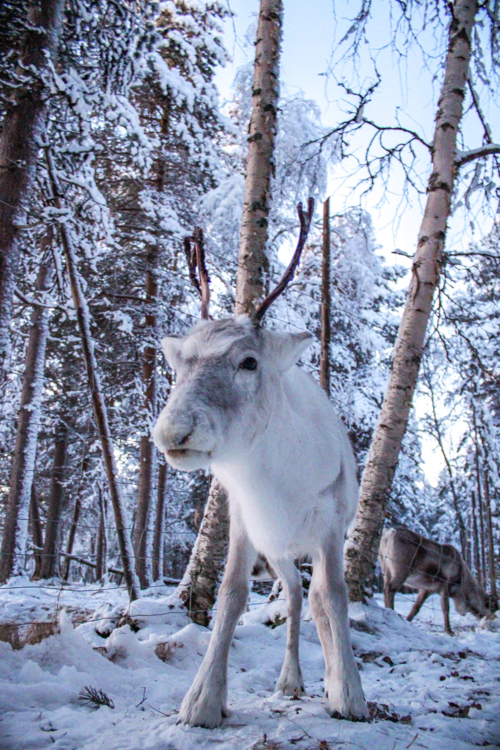 Reindeer in Lapland Finland during winter