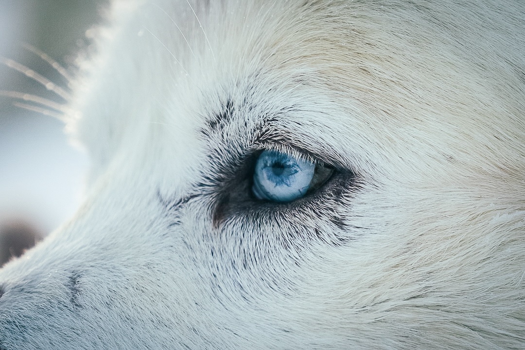 Husky with blue eyes. Husky experience in Inari lapland Finland.