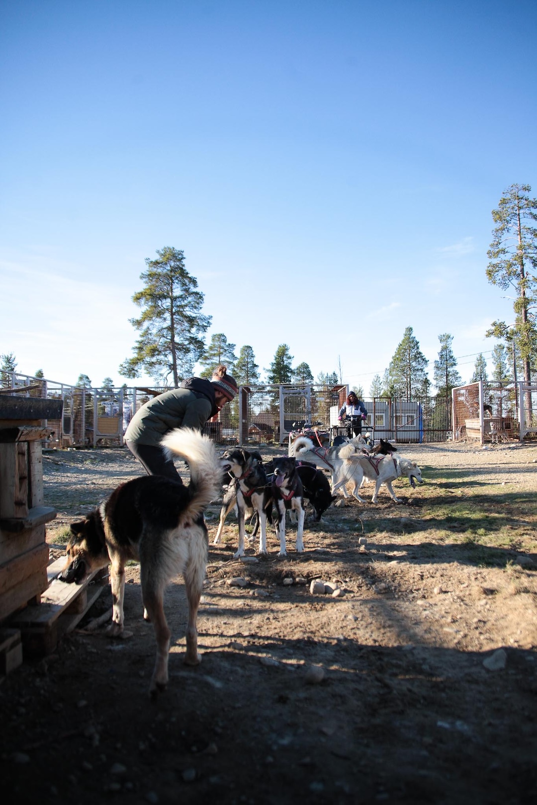 Husky Farm during summer time in Inari Lapland Finland. Mushers preparing the dogs for a run. 