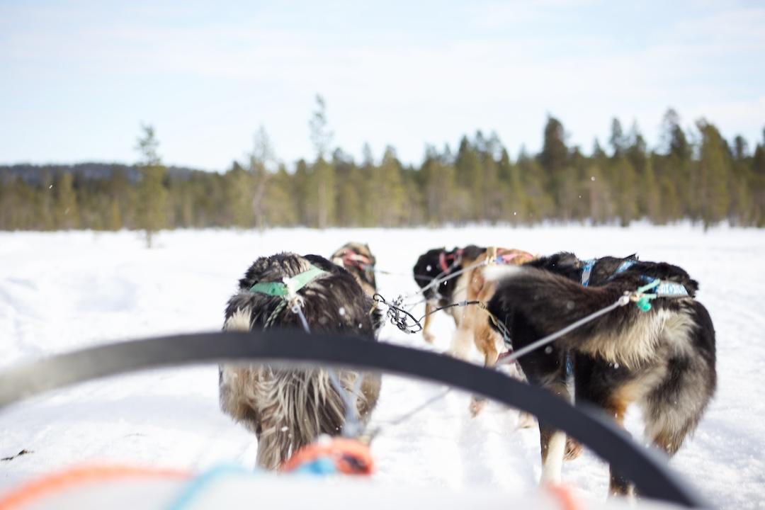 Huskies pulling a sled. Picture taken from the sled. Husky experience in Inari Lapland Finland during winter. Photo by Miika Leivo.