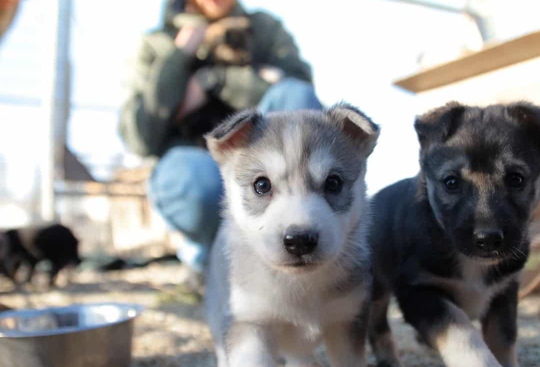 Kaksi pehmeäkarvaista huskyn pentua ihmettelee kuvaajaa maan tasalla.