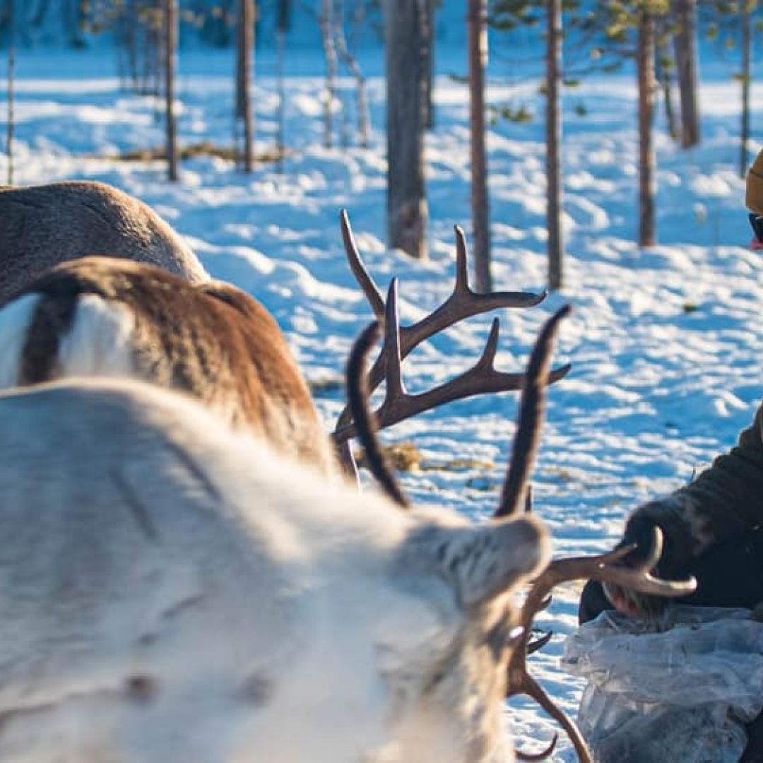 Moment with reindeer