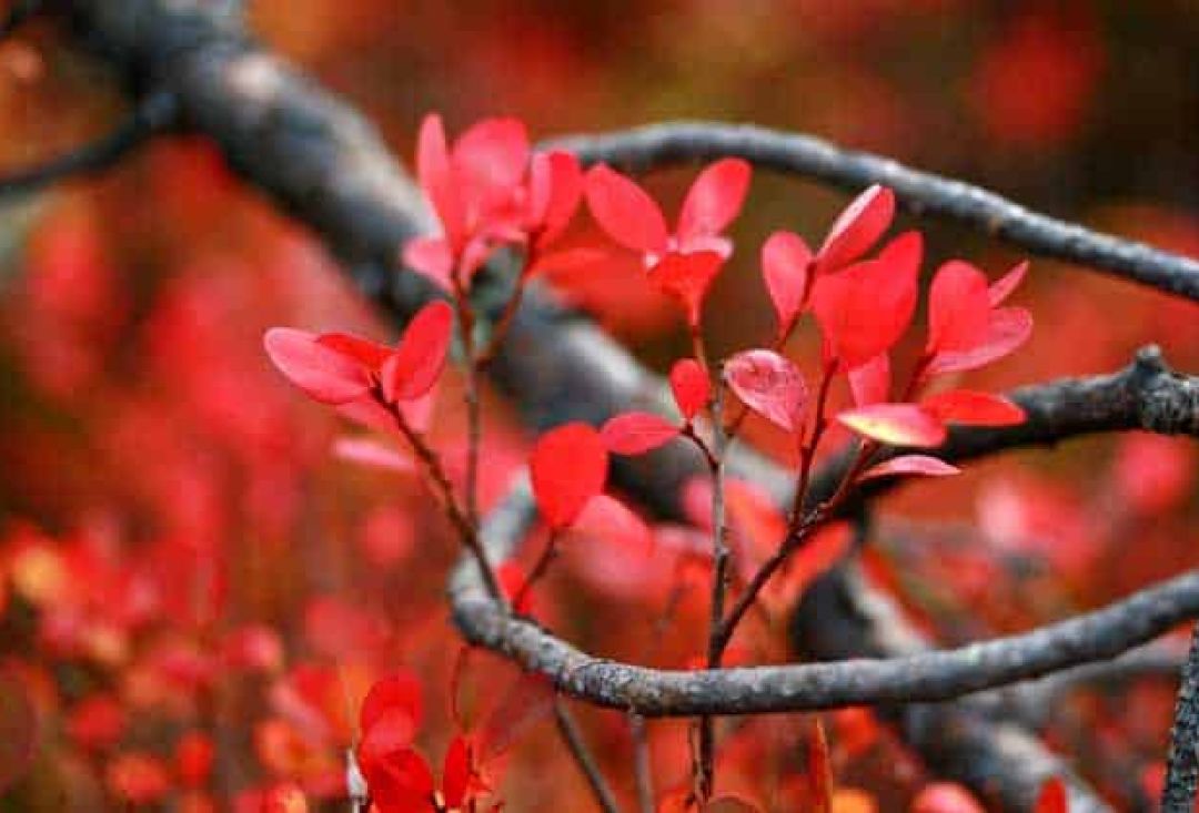 Close up of blueberry leaves in autumn colors.