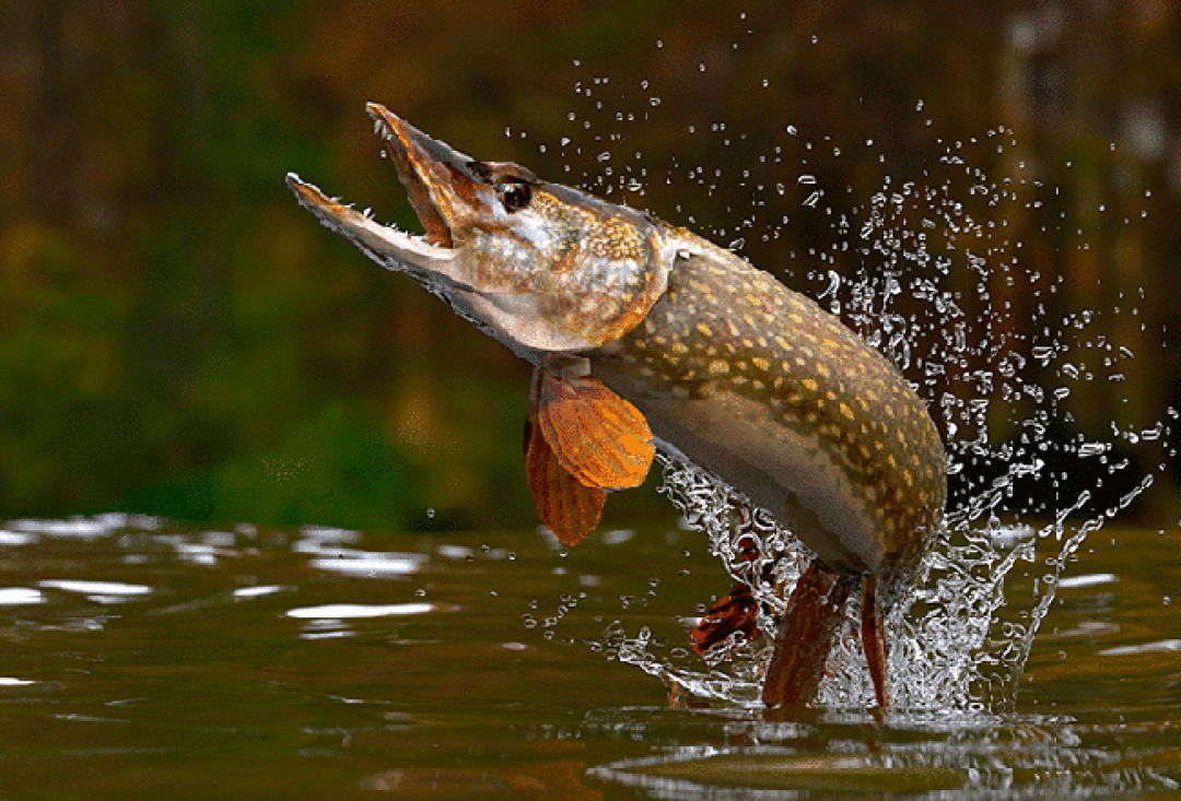 Pike jumping out of water and making the water splash behind it.