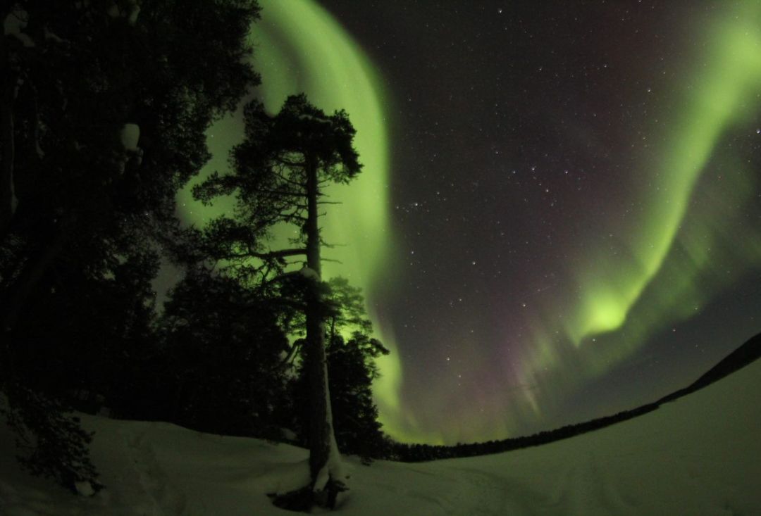 Spiraalimaiset revontulet metsän yllä.