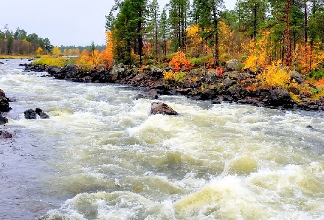 View of a white water rapid in autumn colored forest.