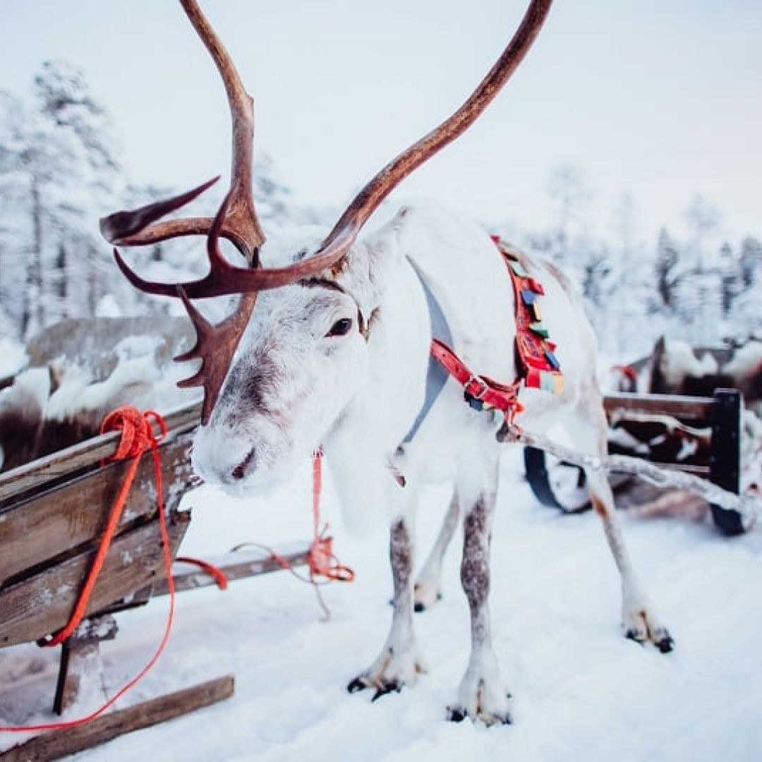 Reindeer Sleigh Ride
