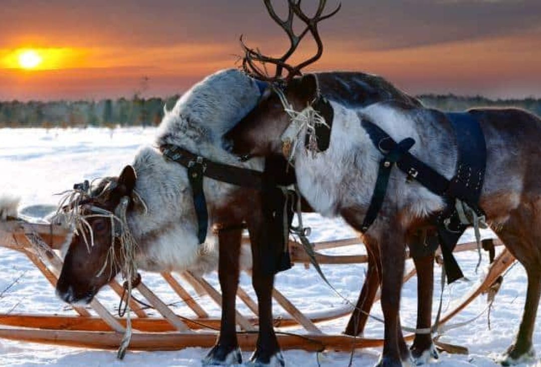 Kaksi poroa kylki kyljessä kauniin värikkäässä auringonlaskussa reen vierellä.