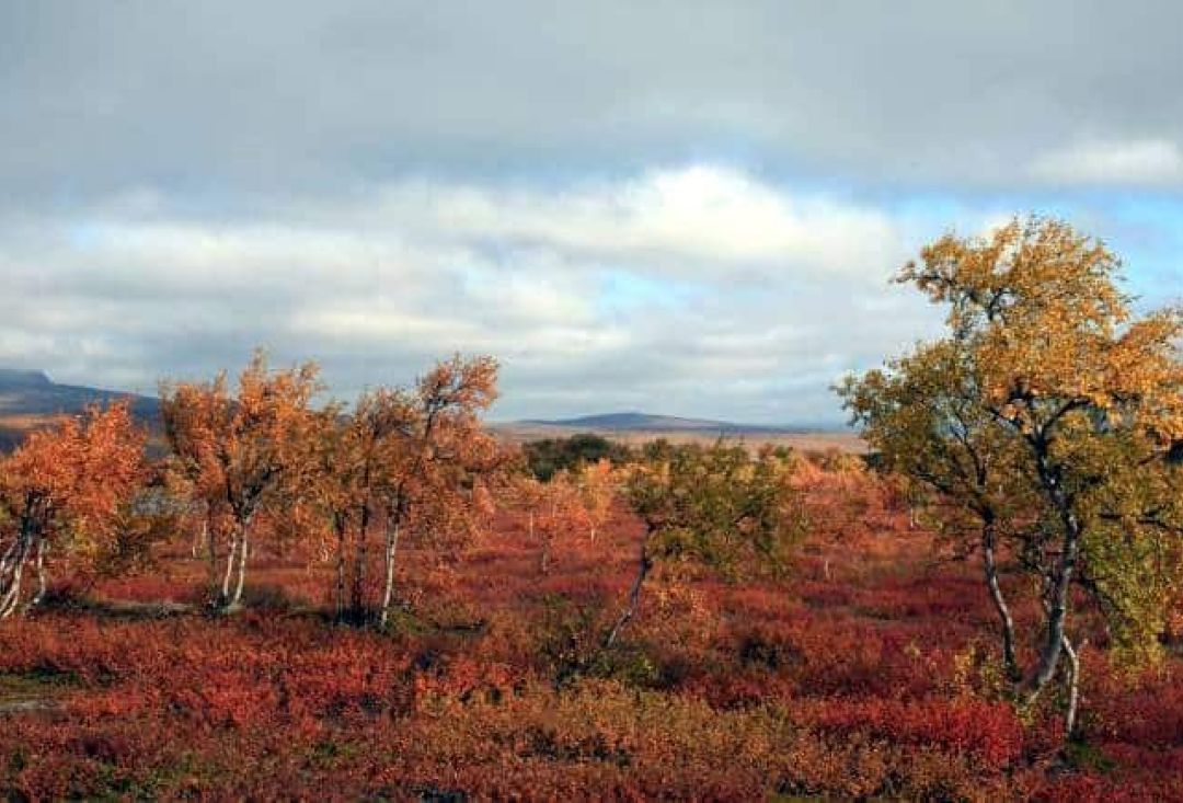 Small birch trees in a autumn colored view.