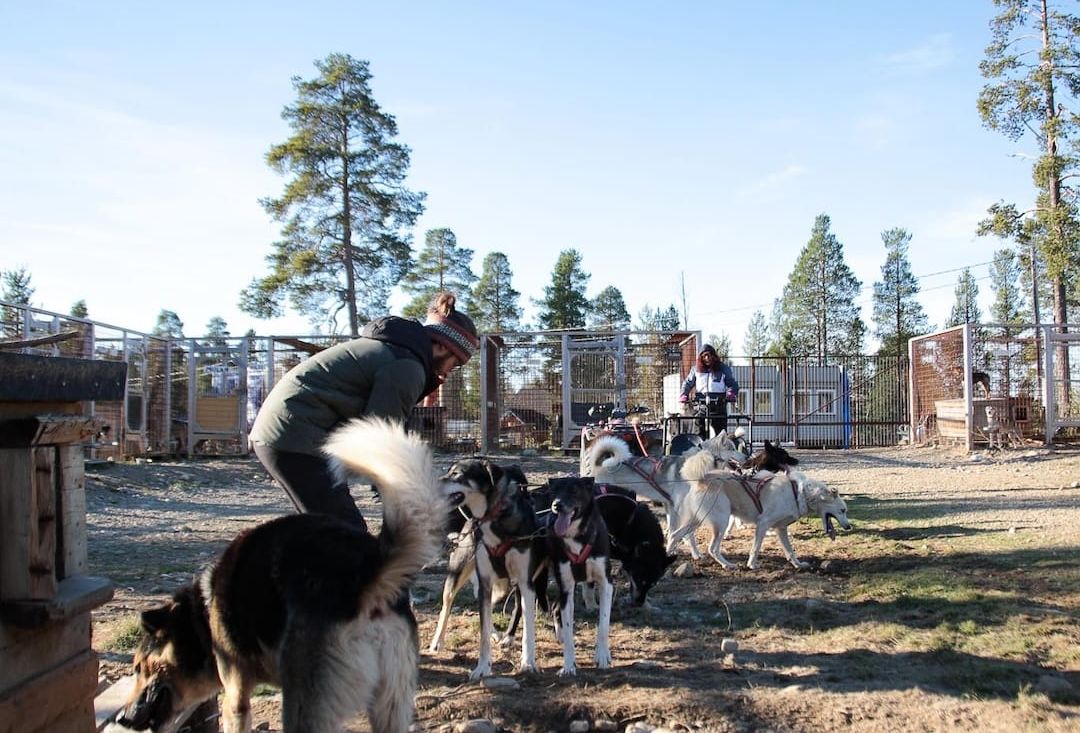Miehet ruokkimassa huskylaumaa.