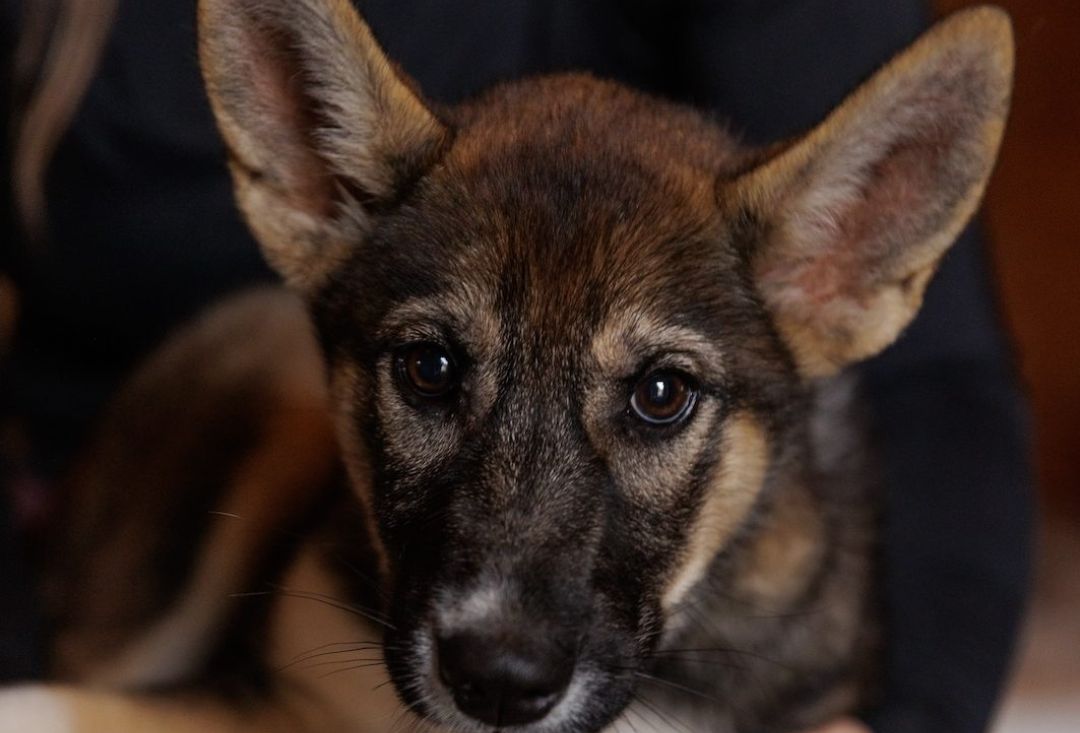 Huskyn pentu, jolla suuret korvat ja silmät, makaa jonkun sylissä.