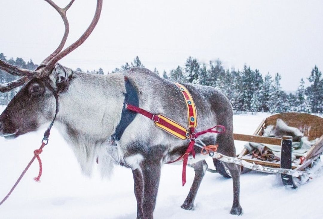 A reindeer attached to a sledge.
