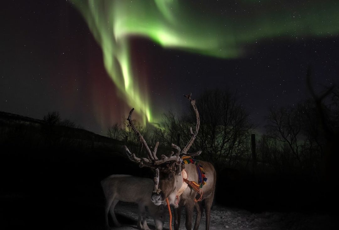 Reindeer under green northern lights in Inari Lapland Finland during winter