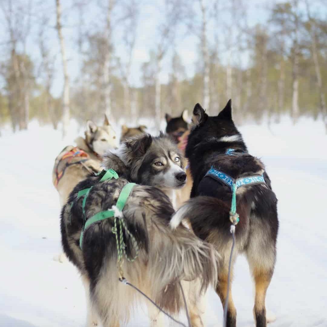 Husky Experience in Inari Lapland Finland. Dog pulling a sled looking back towards the eyes of the viewer. photo by Miika Leivo