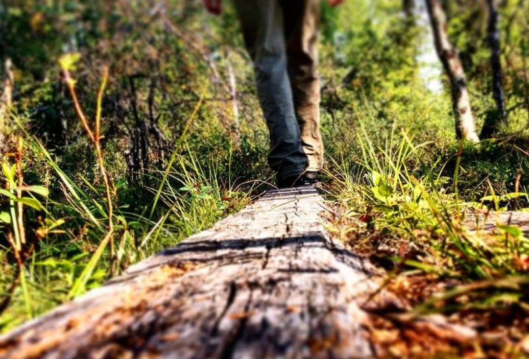 Hiker walking on an old log in autumn.
