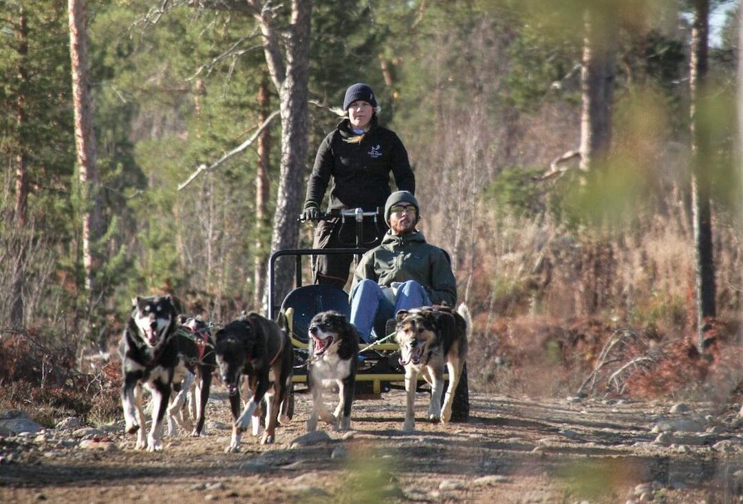 Huskies pulling a wheeled sledge with one passenger and driver.