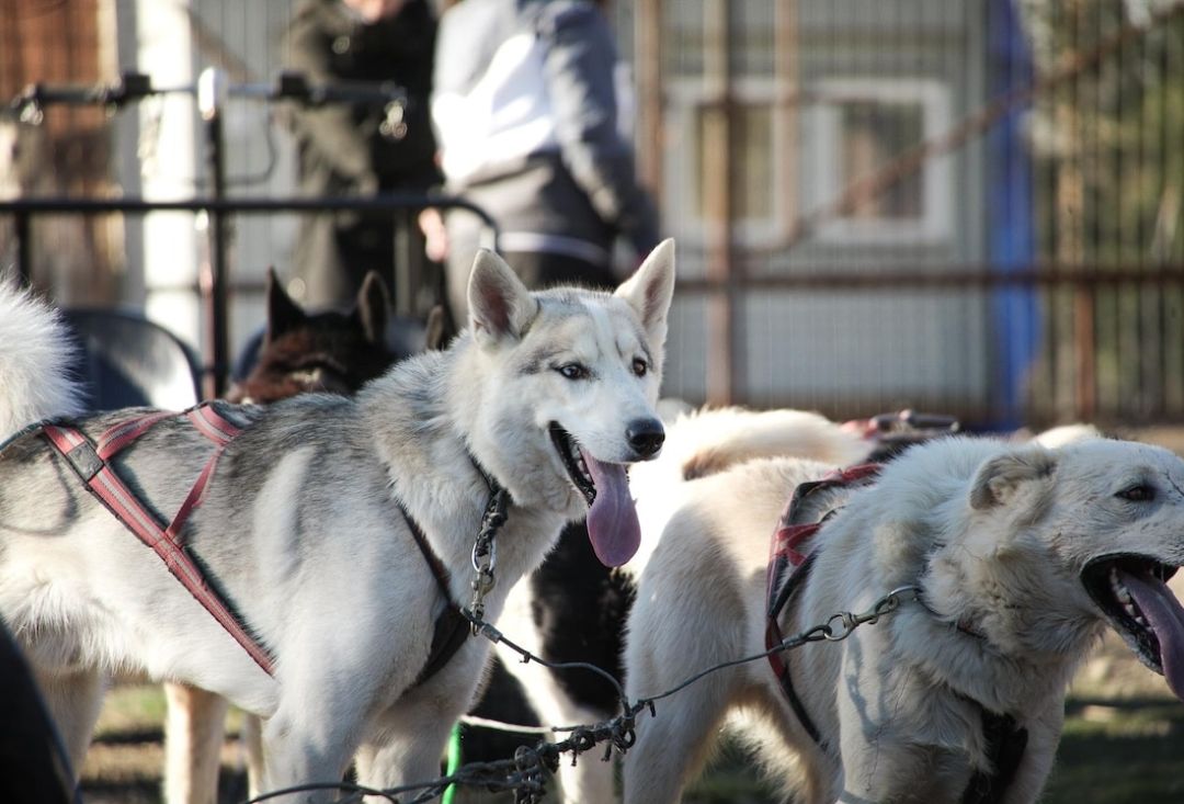 Two huskies attached to a sledge.