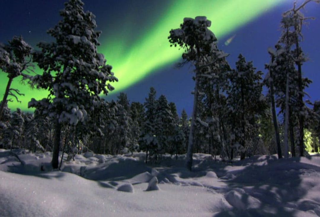 Isoja lumisia havupuita pimeässä metsässä jonka yllä kirkkaat revontulet.