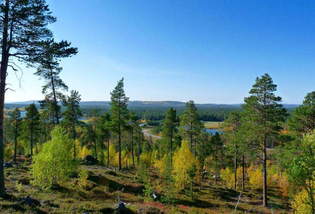 Forest view from top of a hill. Autumn colors starting to appear.