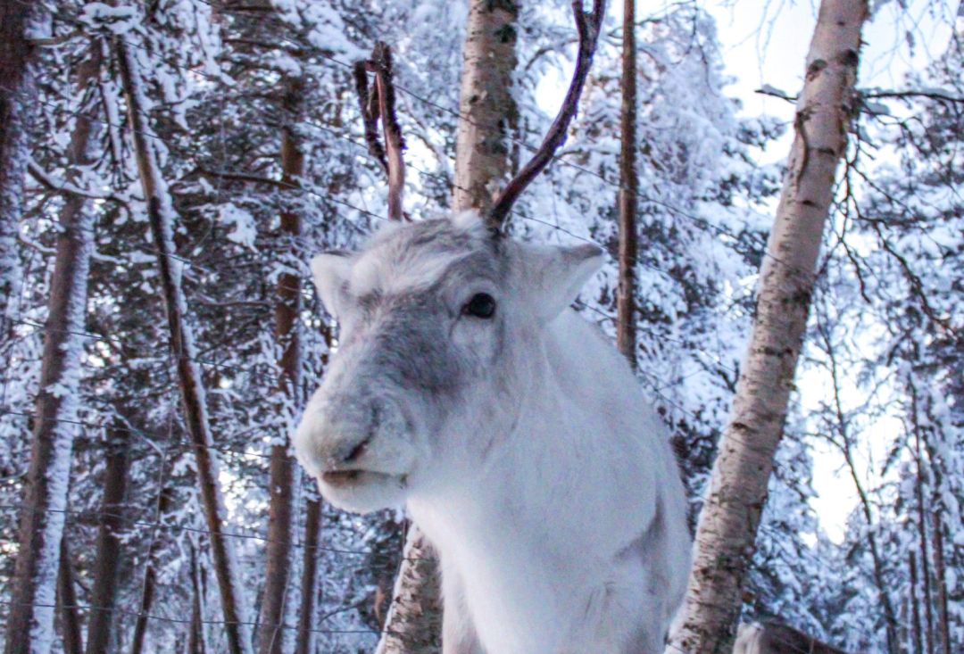 Reindeer in Lapland Finland during winter.