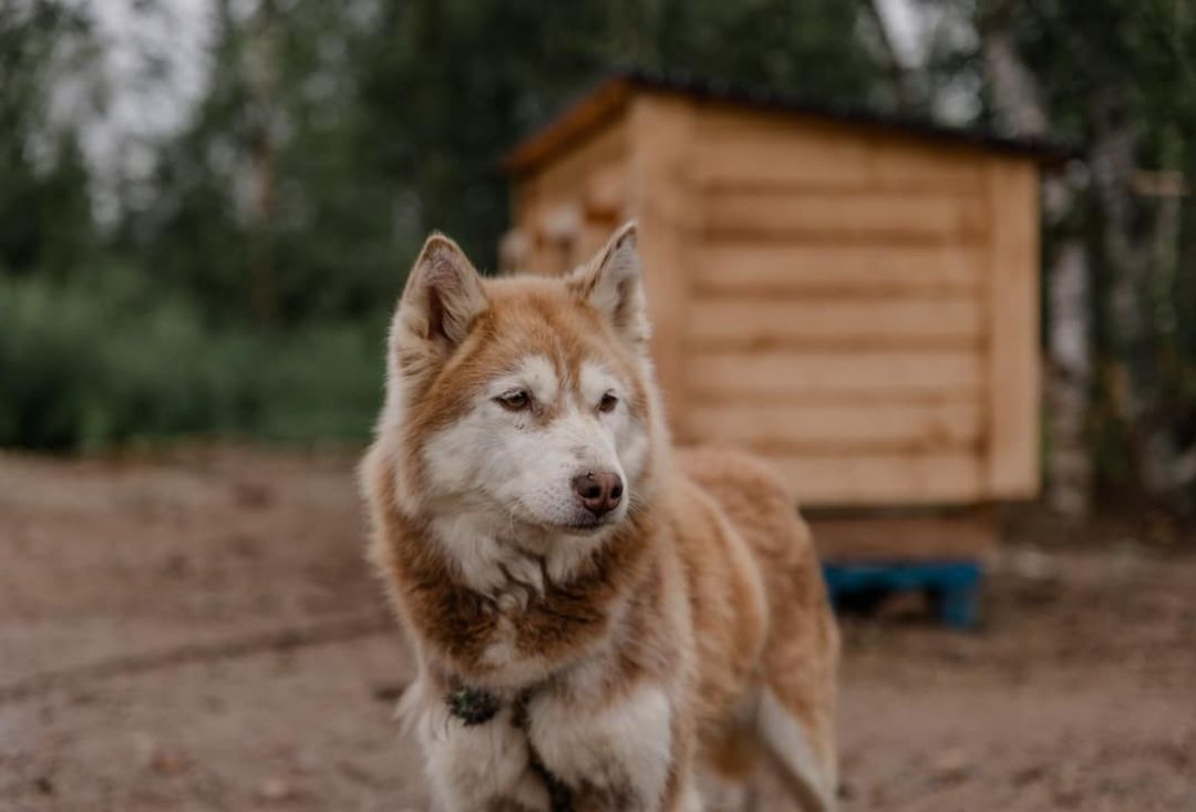 Kaskivärinen husky lautakoppinsa edessä katsoo sivulle.