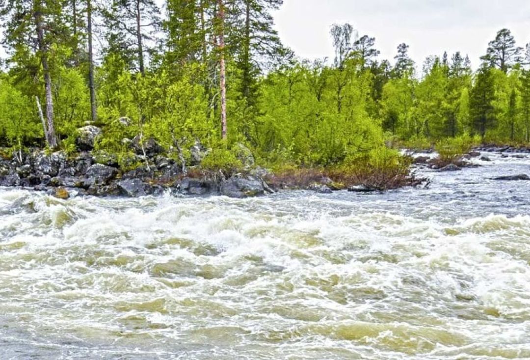 Kuohuva joki haarautuu kahtia havupuumetsän keskelä.